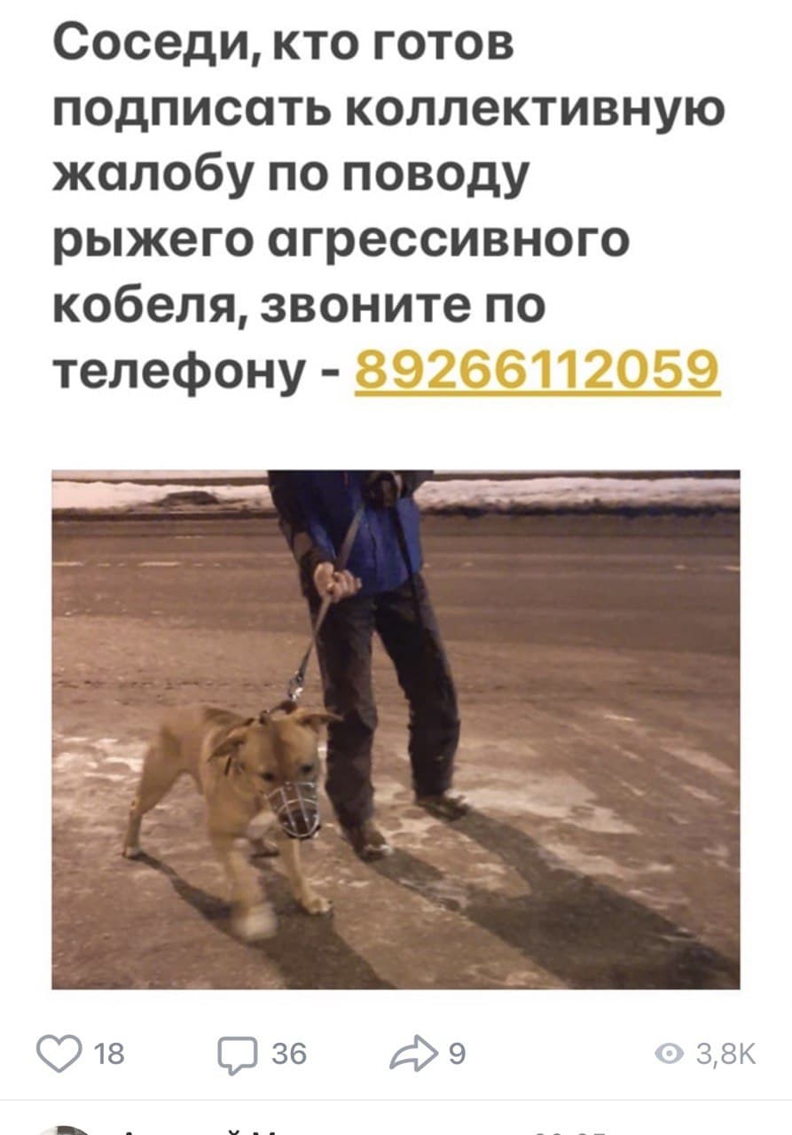 В Рязанском районе объявился грозный рыжий пес
